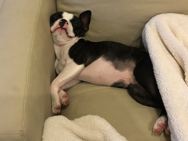 A picture of my dog Howard sleeping with his head smushed against the side of the couch